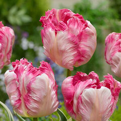 9223678_tulipa_silver_parrot_01