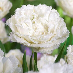 9233128_tulipa_snow_crystal_01