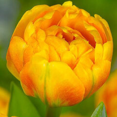 2244040_tulipa_sunlover_01