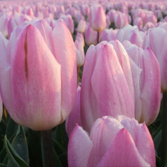 8244425_tulipa_sweet_flag_02