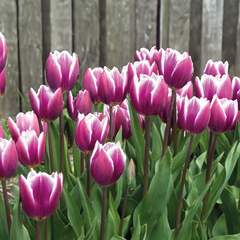 8254804_tulipa_synaeda_blue_02