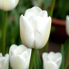 9234035_tulipa_up_white_01