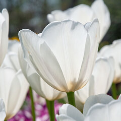9234035_tulipa_up_white_02