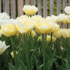 9256020_tulipa_verona_02