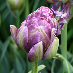 9232283_tulipa_violet_prana_01