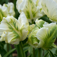 8244427_tulipa_white_rebel_02