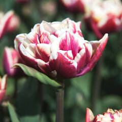 9223679_tulipa_wyndham_01