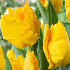 8244440_tulipa_yoko_parrot_01