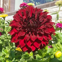 3244180_dahlia_frivolous_glow_01