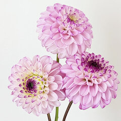 4181_dahlia_genova_01