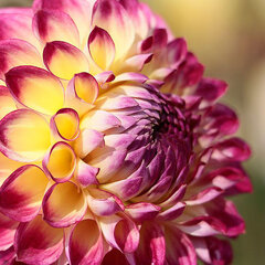 6233858_dahlia_jowey_arenda_1l_01