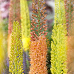 9202296_eremurus_mix_01