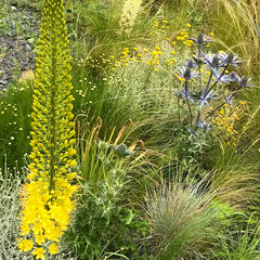 9243673_eremurus_money_maker_01