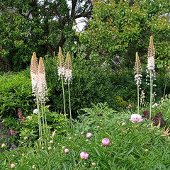 9243672_eremurus_romance_01
