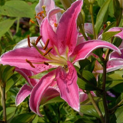 9244249_lilium_acapulco_01