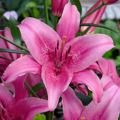 6233861_lilium_asiatic_pink_1l-_lalia_01