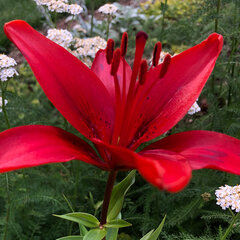6233286_lilium_asiatic_red_1l-_lalia_01