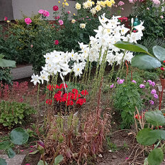 10242314_lilium_candidum_01