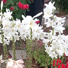 10242314_lilium_candidum_02