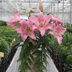 9244234_lilium_farolito_01