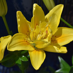 9244231_lilium_fata_morgana_01