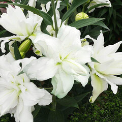 9244228_lilium_lotus_ice_01