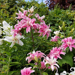 9244244_lilium_magic_star_01