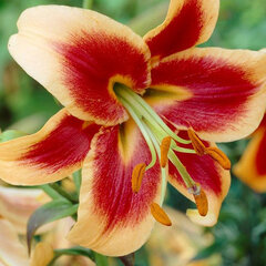 7223203_lilium_red_morning_01