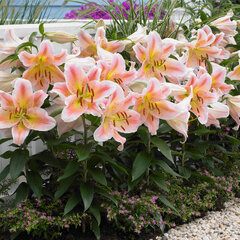 9244242_lilium_salmon_star_01