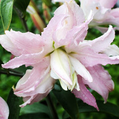 6233289_lilium_soft_music_1l-_lalia_01
