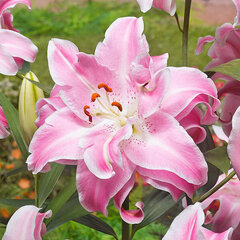 3223291_lilium_sweet_rosy_01