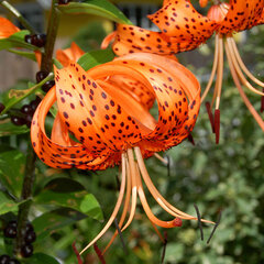 9244247_lilium_tigrinum_splendens_01