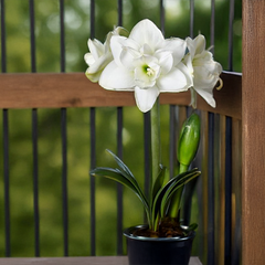 10254868_amaryllis_akiko_01