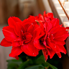 10254869_amaryllis_amarantia_01