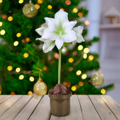 9254909_amaryllis_arctic_white_01