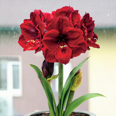 10254870_amaryllis_benfica_01