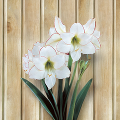 10254878_amaryllis_picotee_01