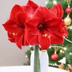 9254910_amaryllis_royal_red_01