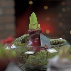 9254906_amaryllis_voskovany_cerveny_01