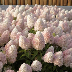 8254633_hydrangea_magical_summer_03