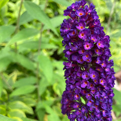 3254115_buddleja_black_knight_01