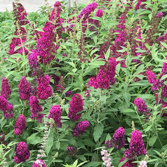 4233913_buddleja_funky_fuchsia_01