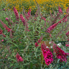 5243966_buddleja_prince_charming_01