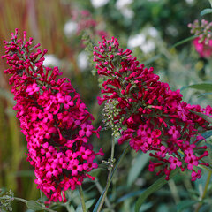 5243966_buddleja_prince_charming_02