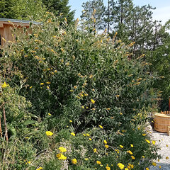 2254207_buddleja_sungold_01