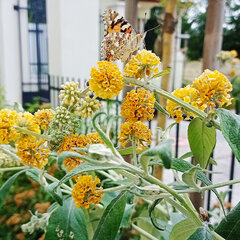 2254207_buddleja_sungold_05