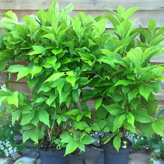 9254843_callicarpa_magical_snow_queen_01