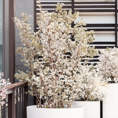 9254843_callicarpa_magical_snow_queen_02