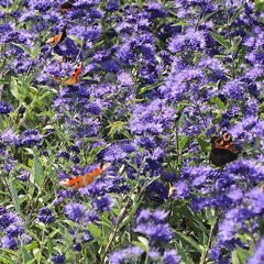 3254117_caryopteris_blauer_spatz_01