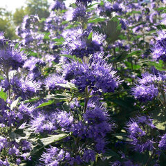 10213104_caryopteris_blue_balloon_01